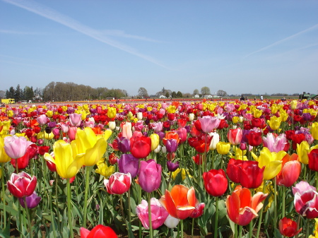 4/2010 local Tulip festival