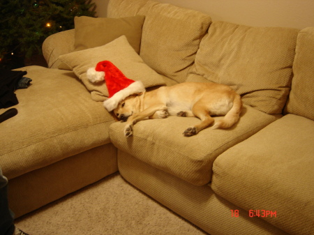 Toby after the X-mas Party