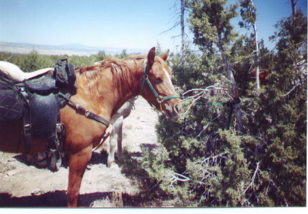 Spring of 2003 Trail Ride