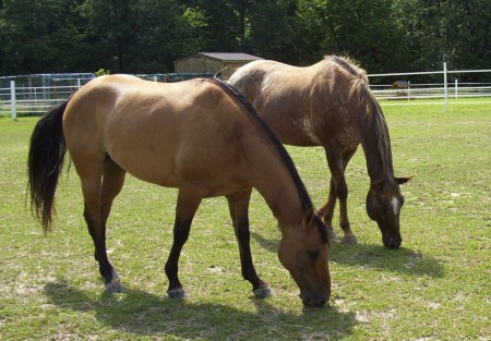 My horses