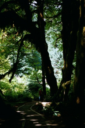 The Pacific Rainforest
