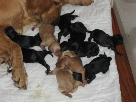 Golden Doodles