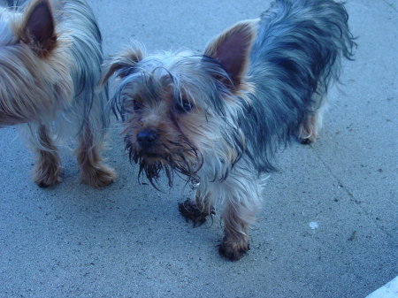 Mud Puppies