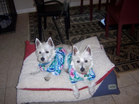 Boys in their Aloha get-ups