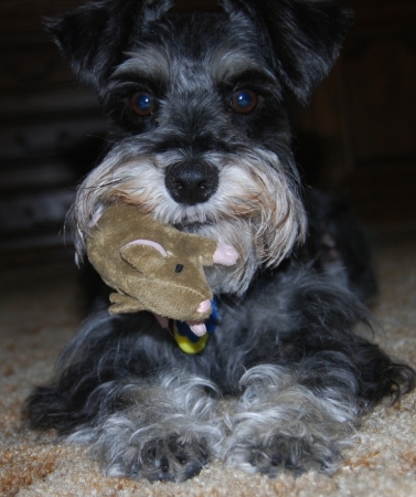 Reggie with his mouse