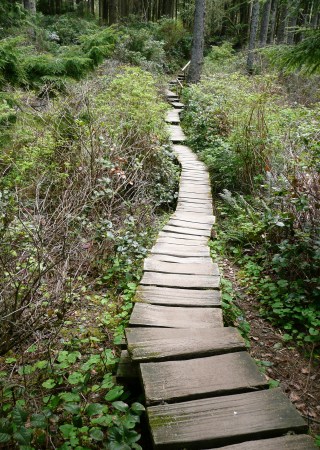 Cape Flattery Trail