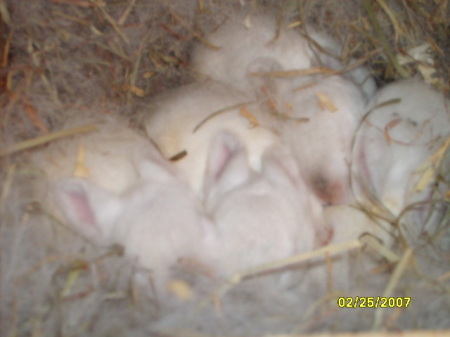 Some of my cute little bunnies...