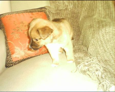 Reba our dog as a puppy