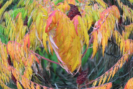 Staghorn Sumac...Fall '11