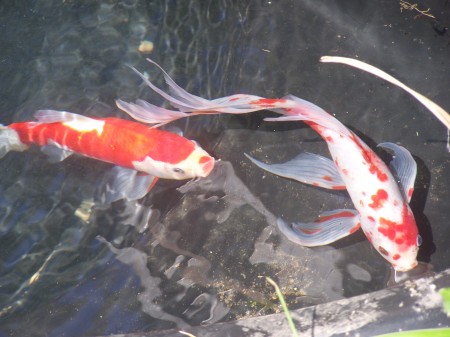 Our Koi