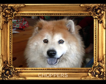 My dog (Choppers)