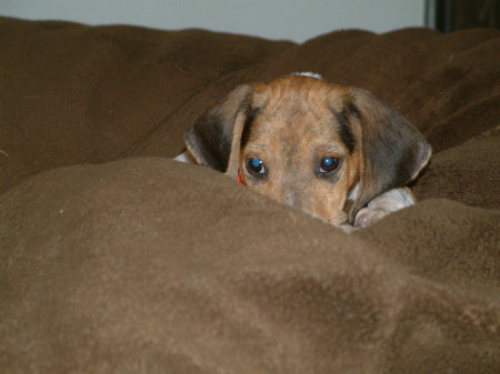 Daughters Beagle Puppy BEFORE Destroying my house