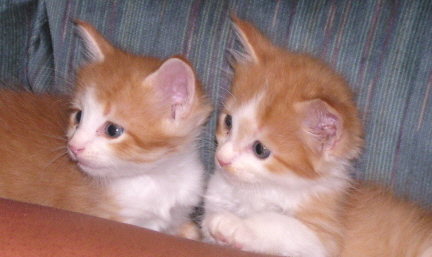 Kittens that I rescued (Rita and Alpha)