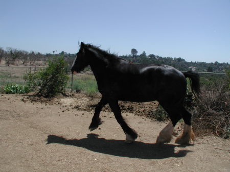 My Clydesdale