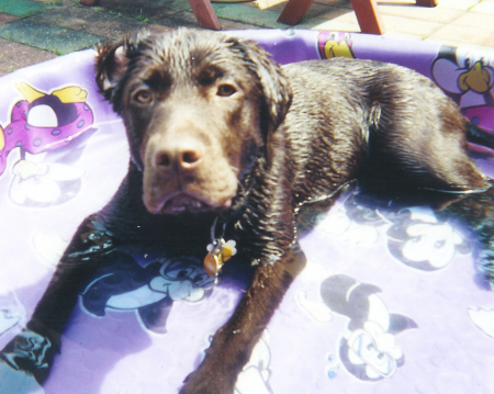 Hunter in Pool