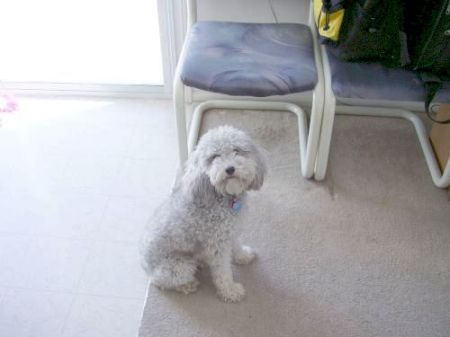My poodle, Joey (before his haircut)!