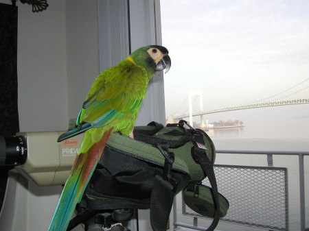 Wendell, our Yellow Collared Mini Macaw