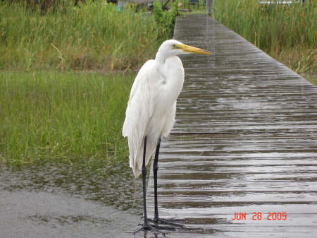 Bart (the cool dock bird)