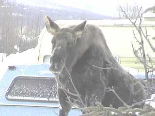 Moose