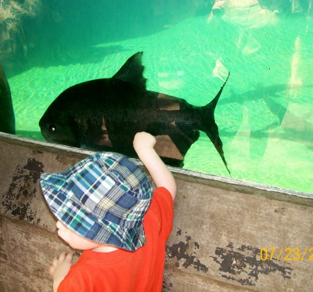 Large fish exhibit at Nashville Zoo