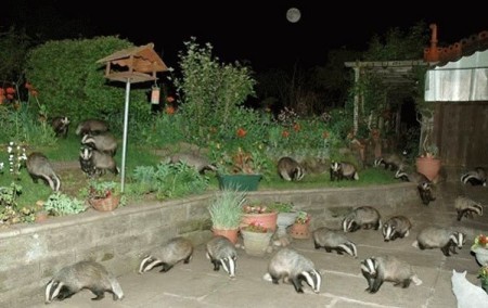 badgers