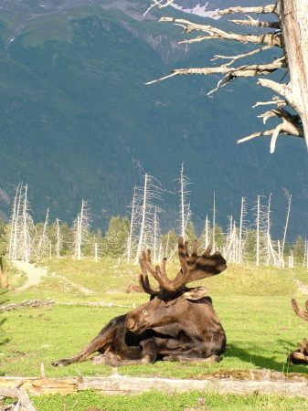 Moose in Palmer, Alaska