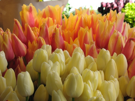 Market Tulips-1