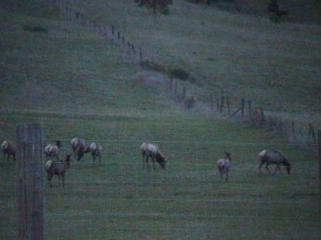 elk grazing in my back yard