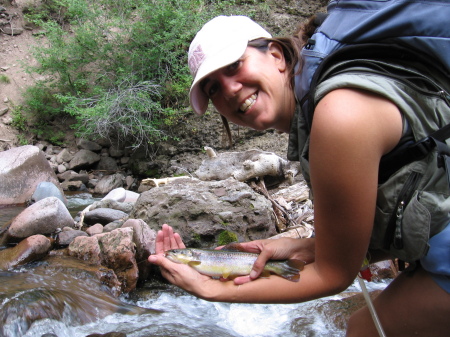 Colorado brown trout