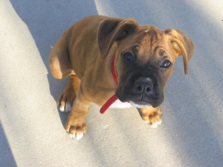 Kylie - Go save a boxer you wont regret it!