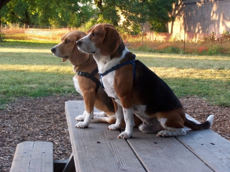 My Beagles