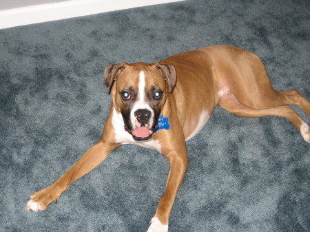 our boxer "stewart"