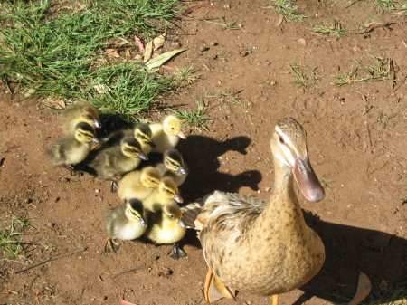 Ducks Australia 2003