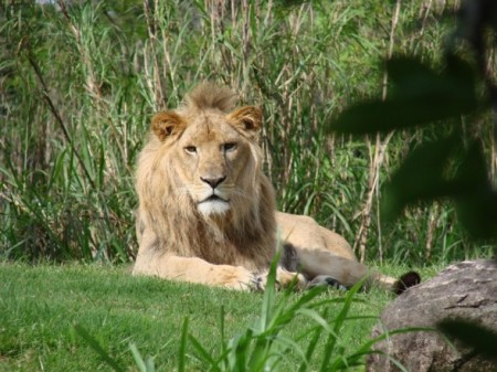 male lion2