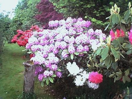 Rhodies