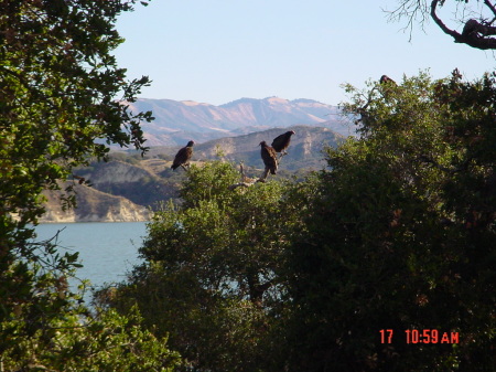 "Turkey vultures; Similar features of suckwad classmates"