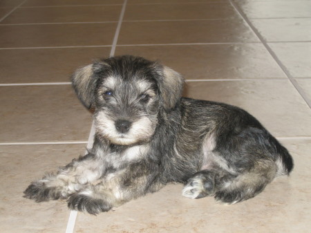 Ruger, 6 weeks old