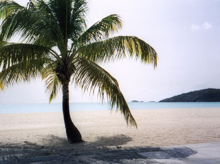 Palm Tree and Sand, Ahhh!