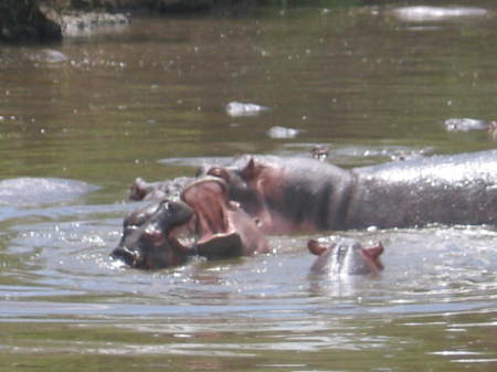 Hippos