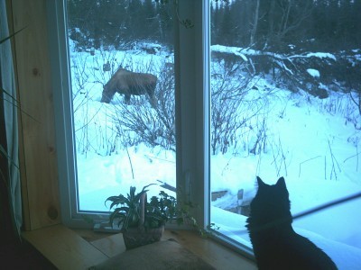 Boots watching moose