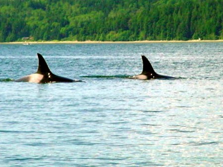 Killer Whales