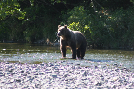 Small Kodiak Brown Bear