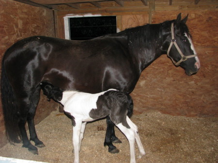 Tar Baby and her new foal