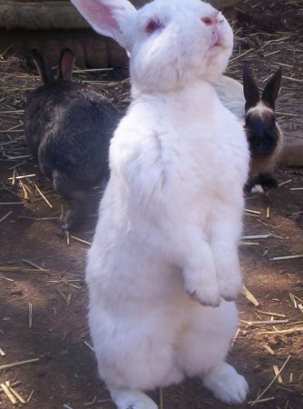 Geneva my white rabbit...