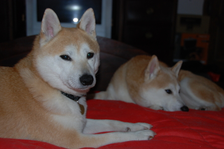 Cody & Yoshi