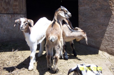 Chewy and Baca the baby goats