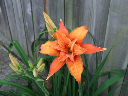 favorite flowers in the yard/ Lily