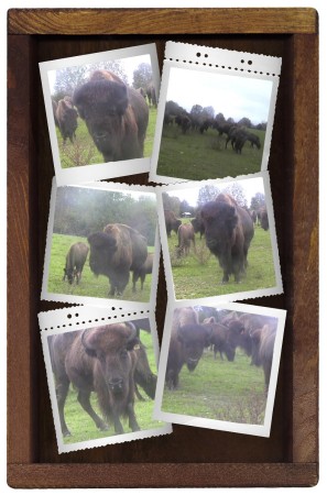 Buffalo Collage