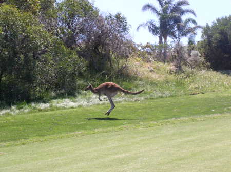 Oz Golf:  'Roo in the Rough