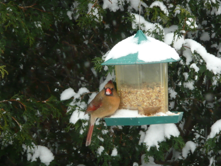 Female cardinal in my feeder, waiting for the male